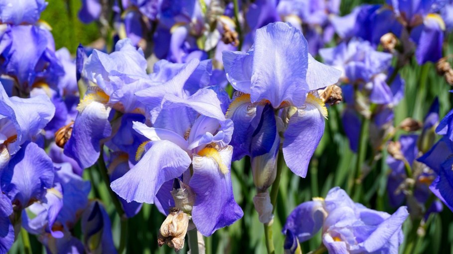Цветение ириса в Хакасии