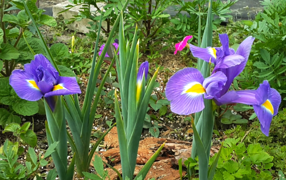 Ирис канадский луковичный