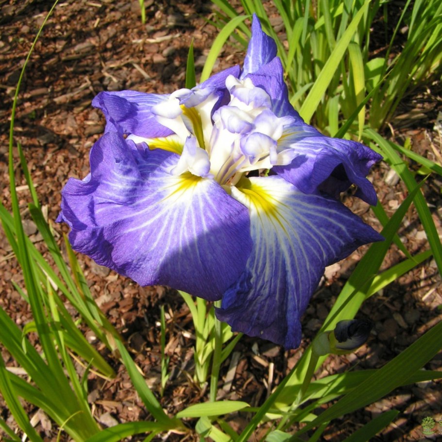 Ирис мечевидный