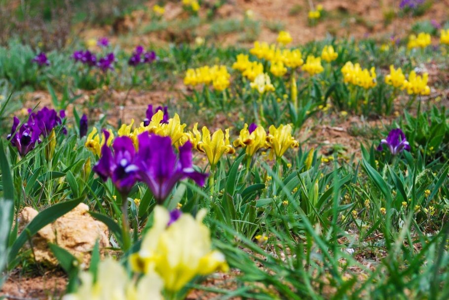 Дикие ирисы