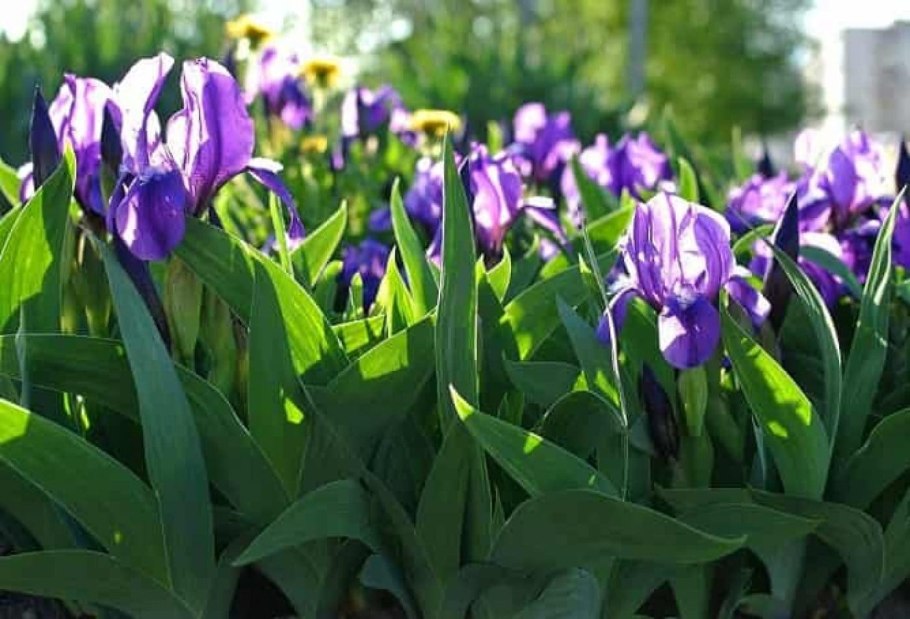 Ирисы весной