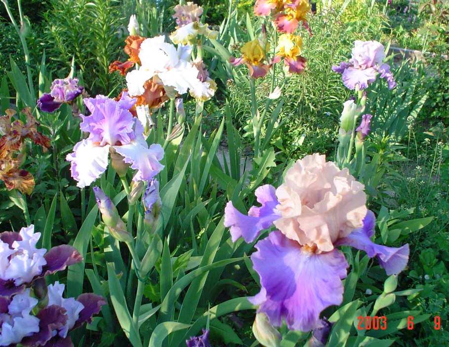 Ирисы цветы в огороде