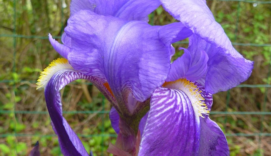 Ирис осенью