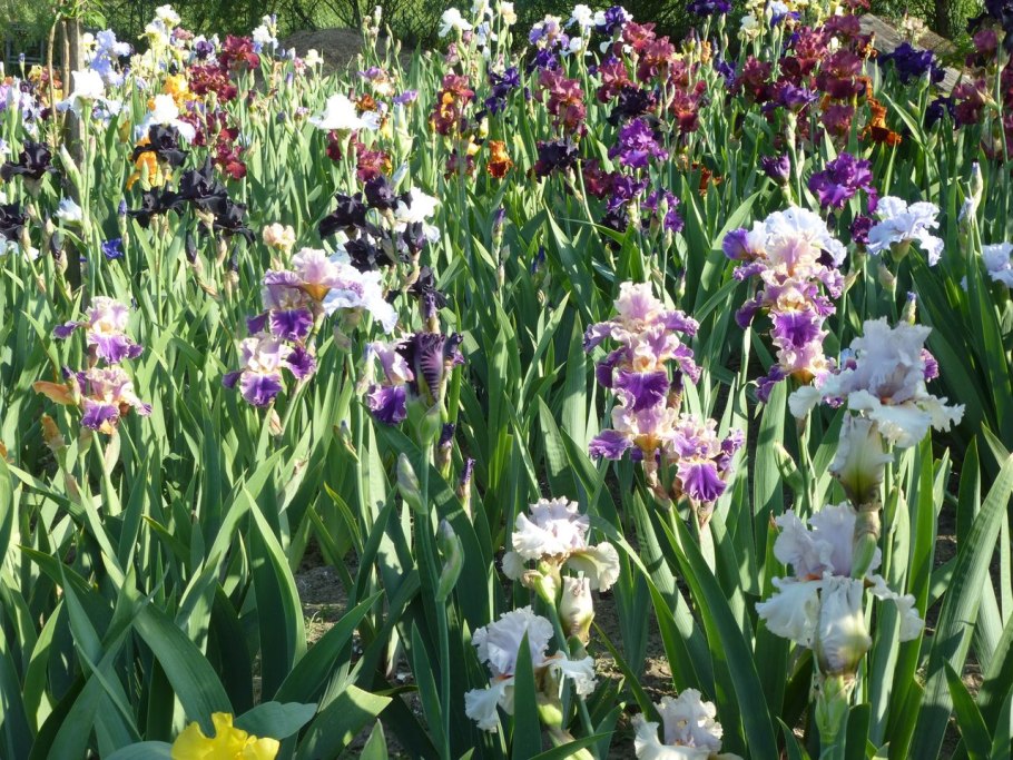 Ирис Сибирский ТАЙКУН
