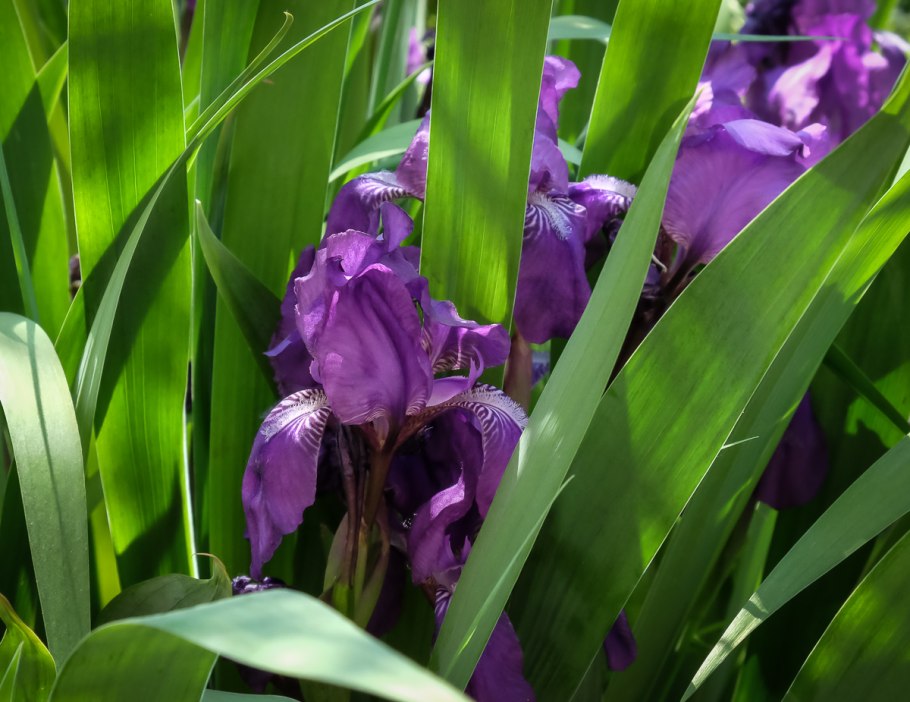 Ирисы отцвели