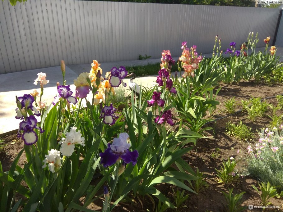 Цветут ирисы Одоев