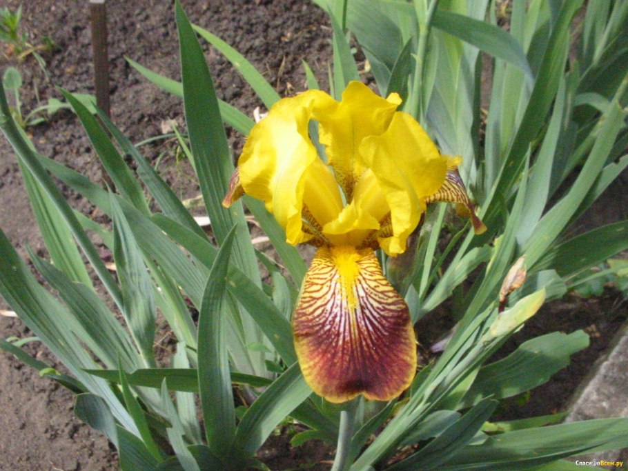 Ирис желто фиолетовый сорта
