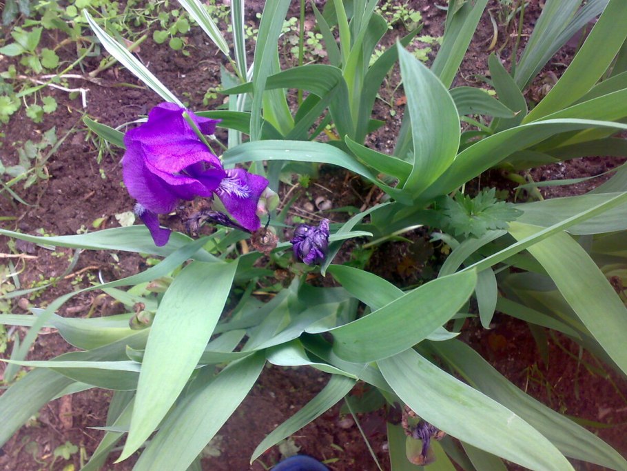 Ирисы отцвели