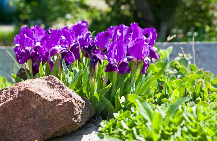 Дом с ирисами Москва