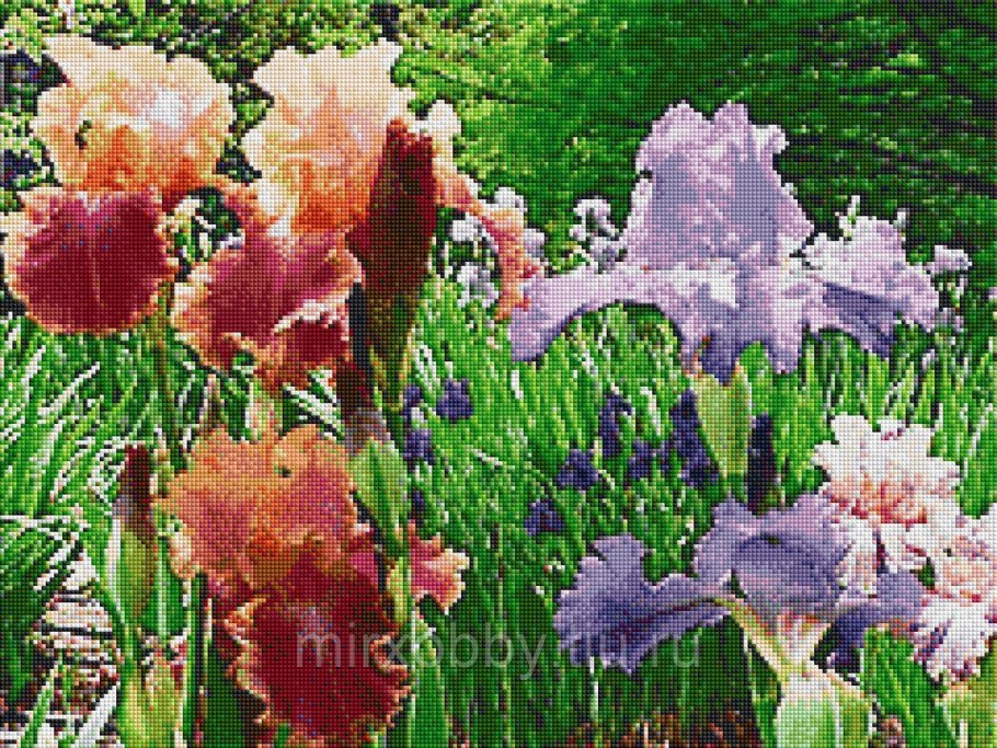 Сорт ириса Drama Queen