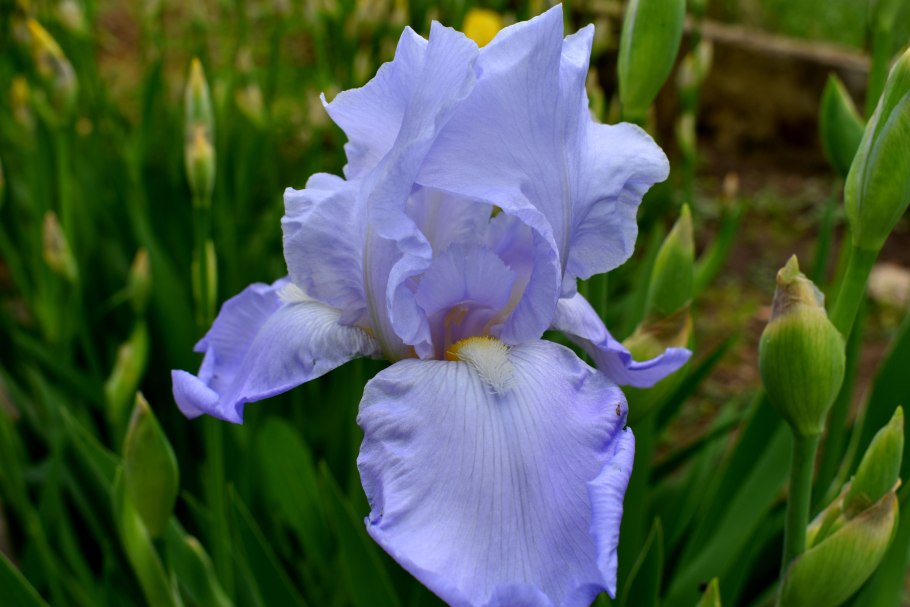 Marsh Iris