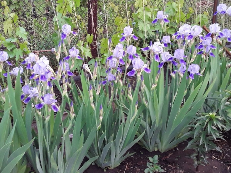 Ирис Сибирский контраст ин Стайлз