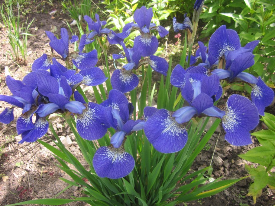 Ирис бородатый Альмаден