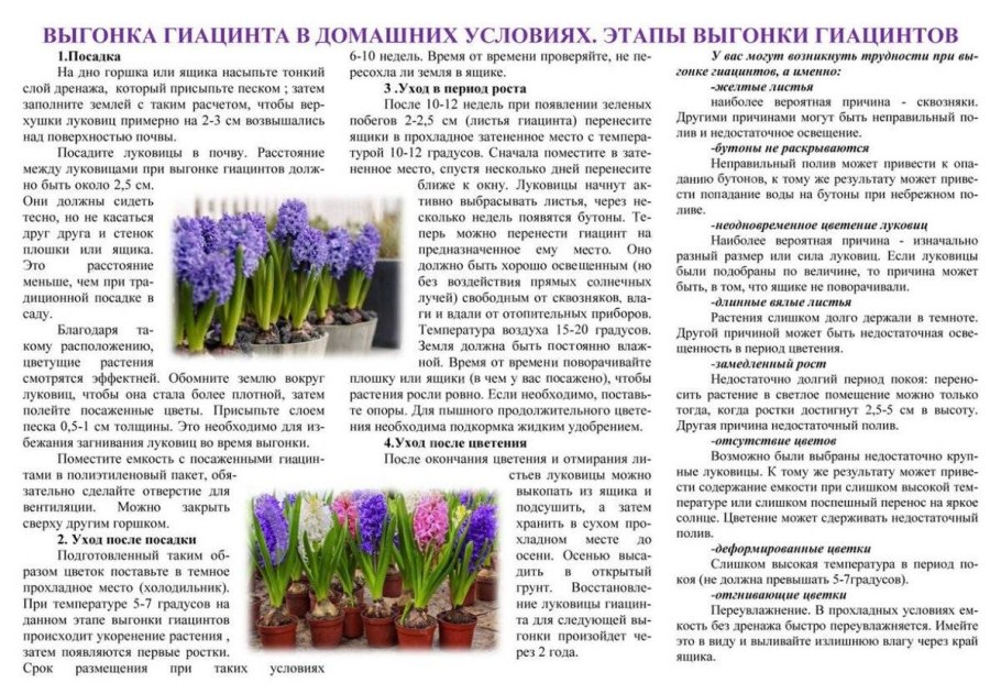 Ирис голландский перпл