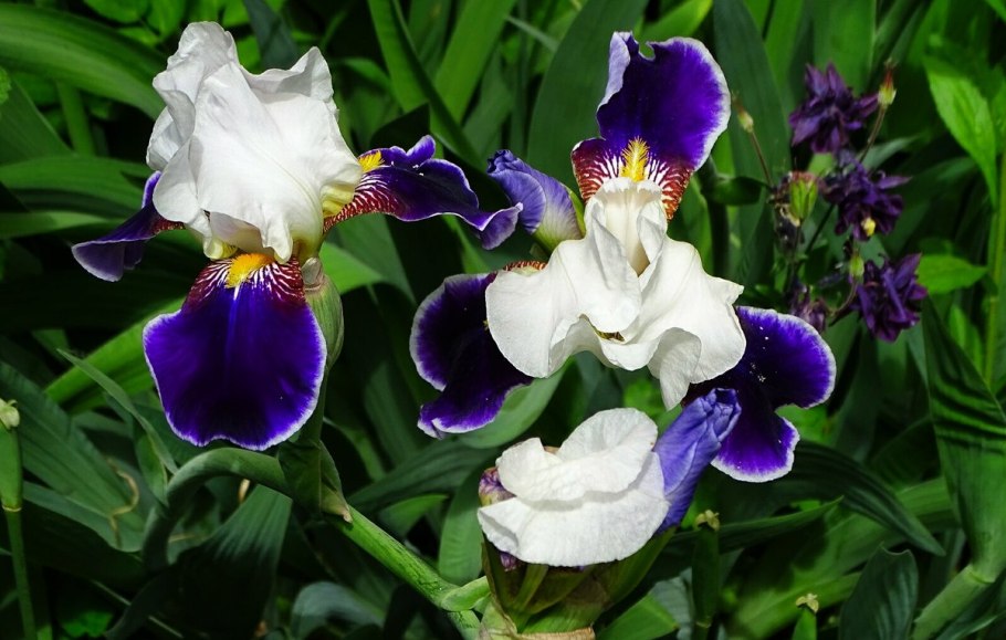 Ирисы (Iris) чем подкормить Ирис