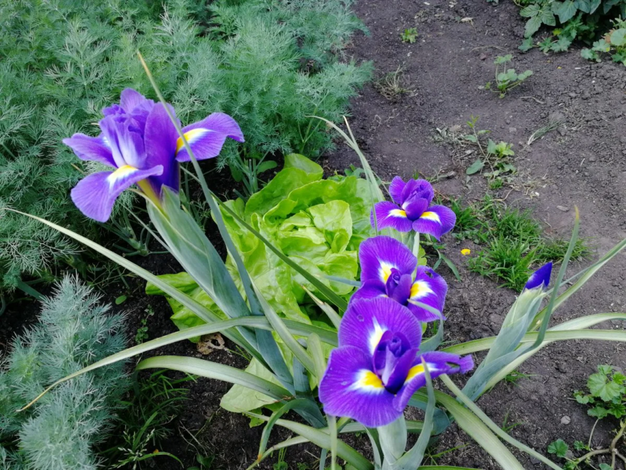 Ирис Сибирский после цветения