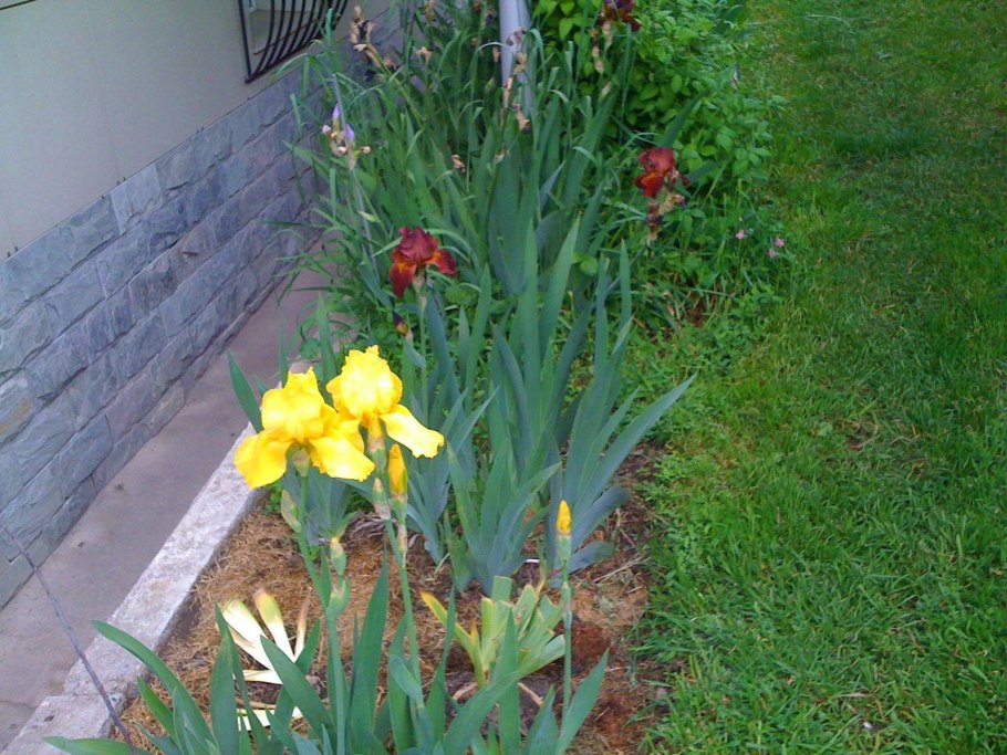 Ирис вдоль забора