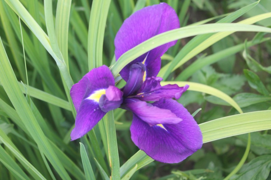 Ирис бородатый Октобе Сан
