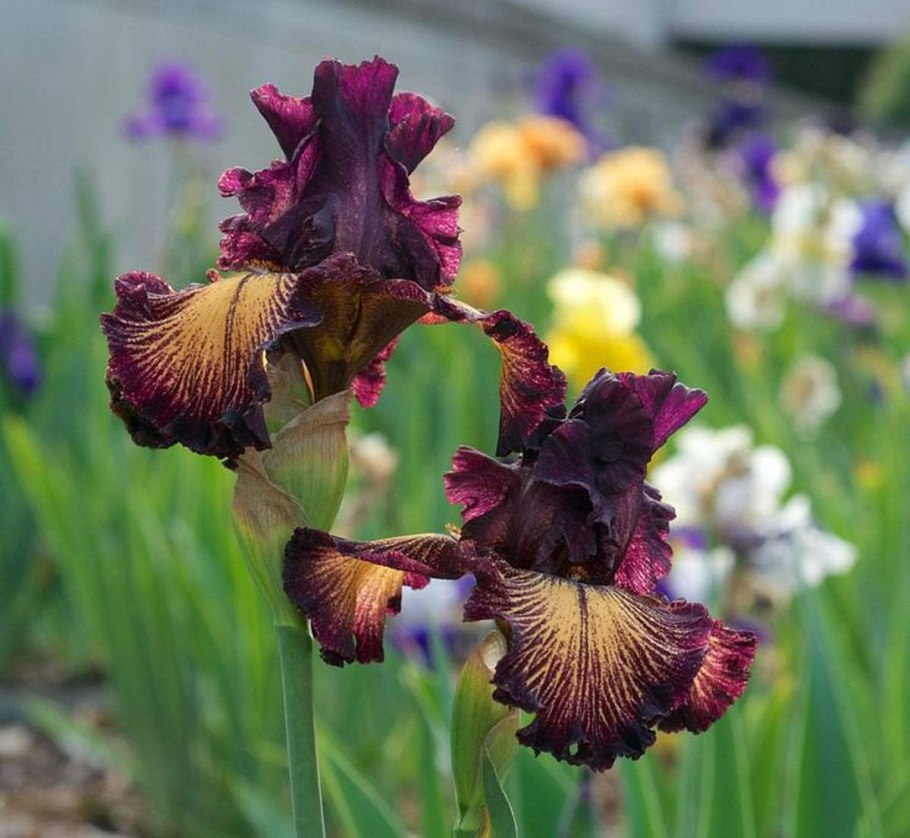 Ирисы отцвели