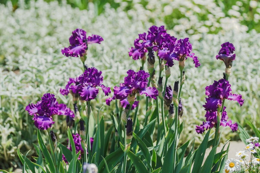 Ирис Касатик Сибирский