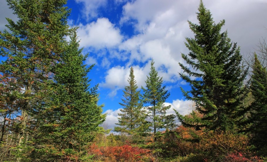 Лиственница Сибирская Тайга