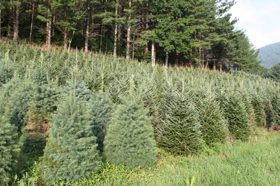 Лесовосстановление пихта Кавказская