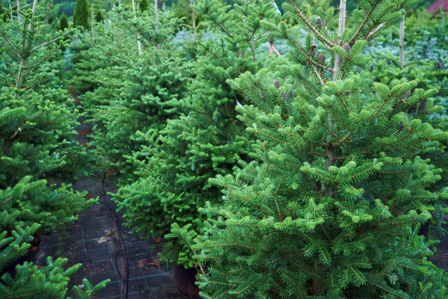 Пихта корейская Самлинг