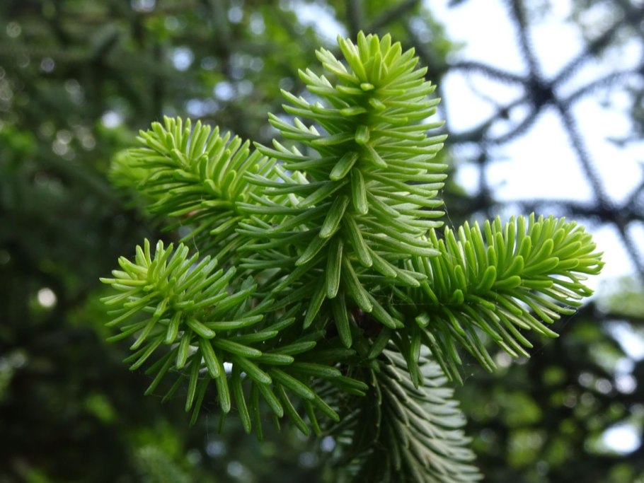 Пихта дерево