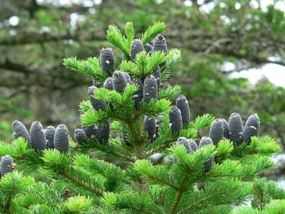 Пихта Сибирская Abies sibirica