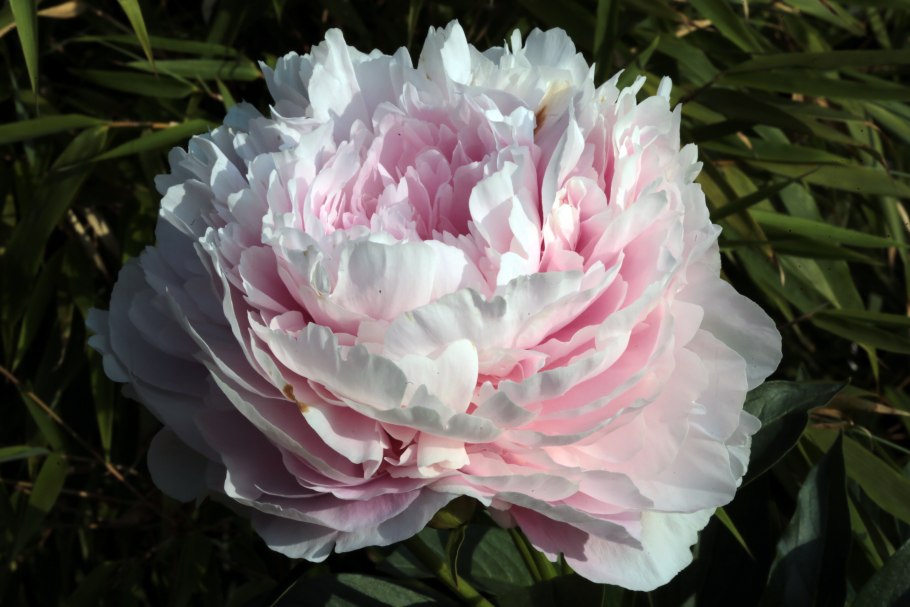 Пион Пинк Джайнт