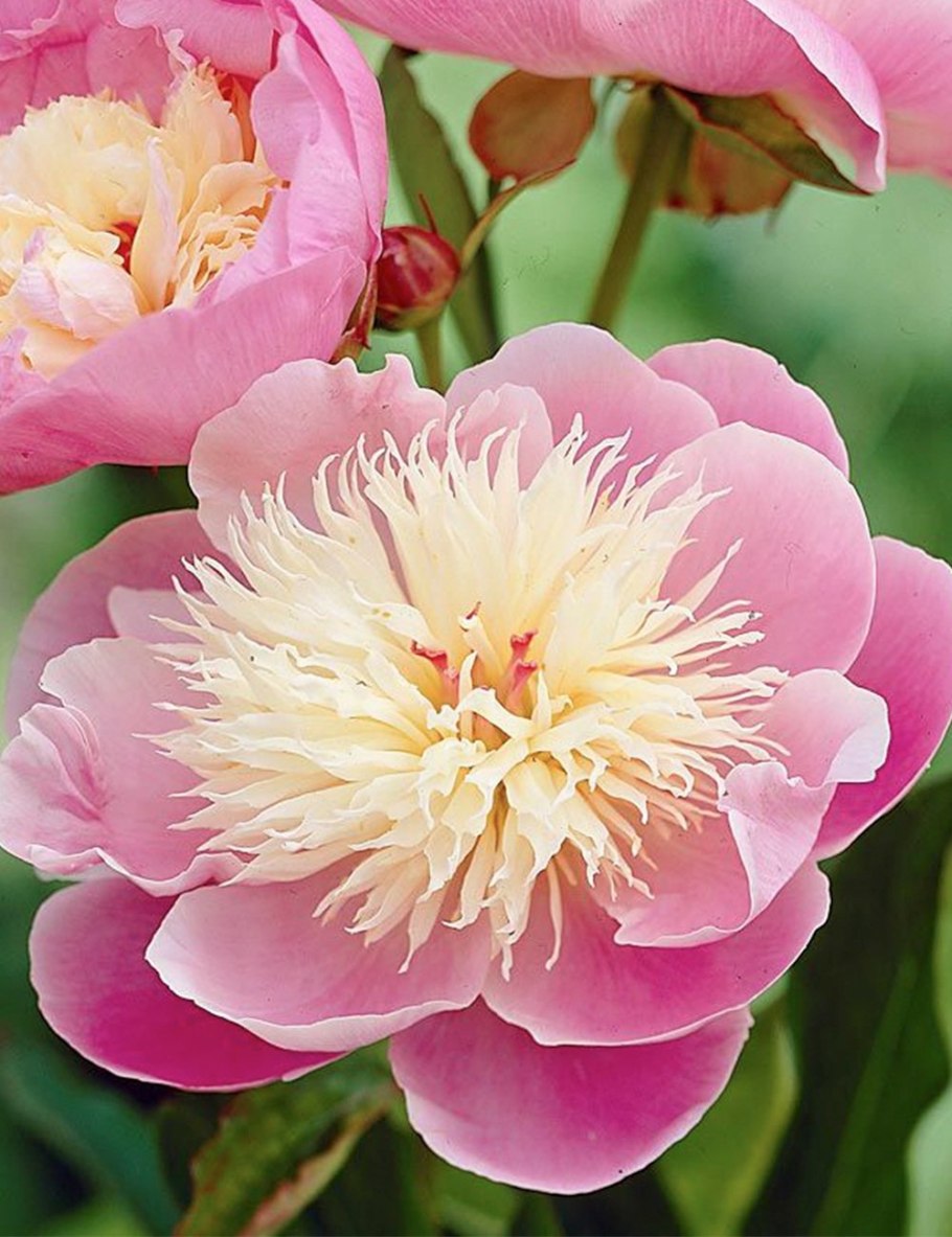 Пион Жанна Марлен