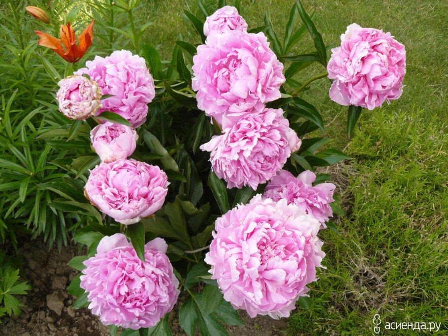 Venus (Kelway, 1888, Великобритания) пион