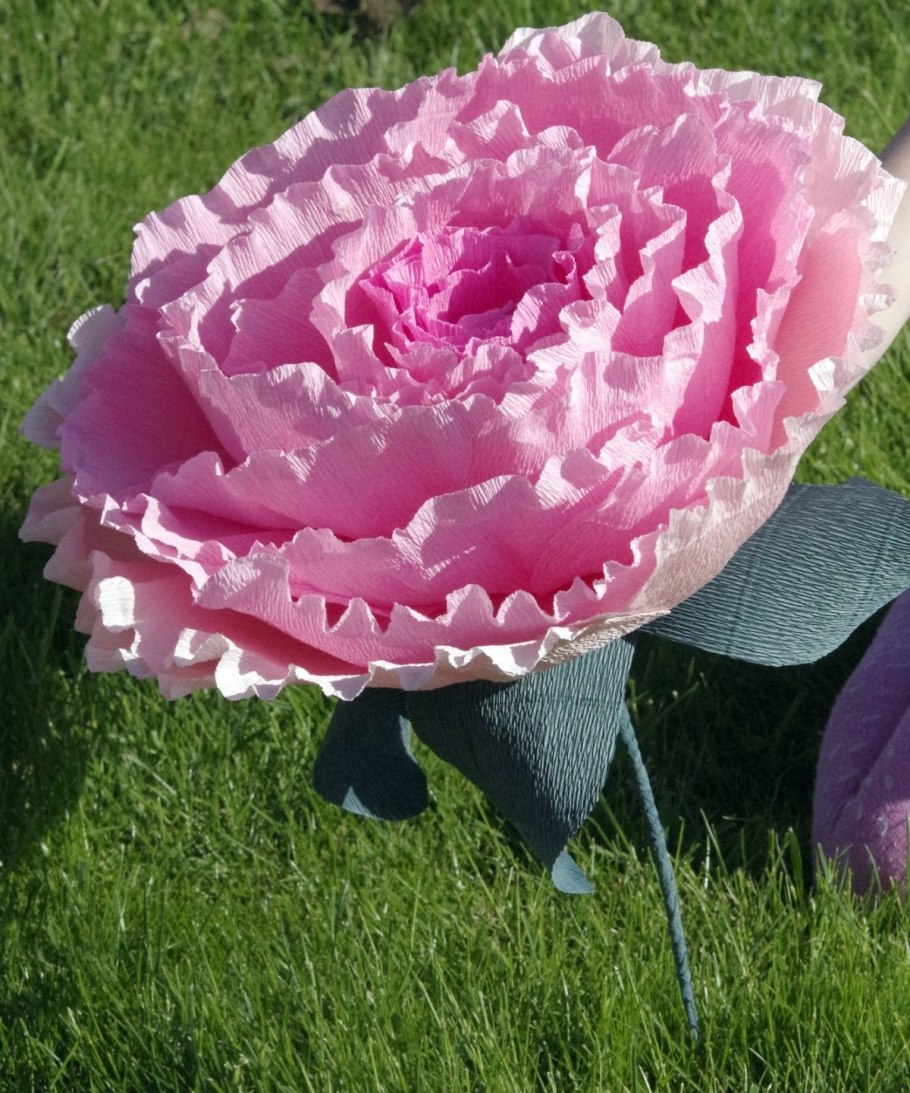 Пион Уайт кэп