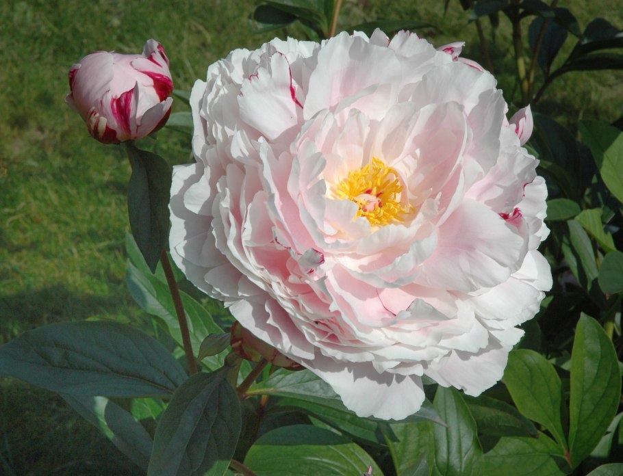 Пион Максимус