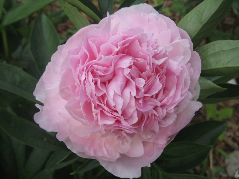 Пион Дрезден Пинк