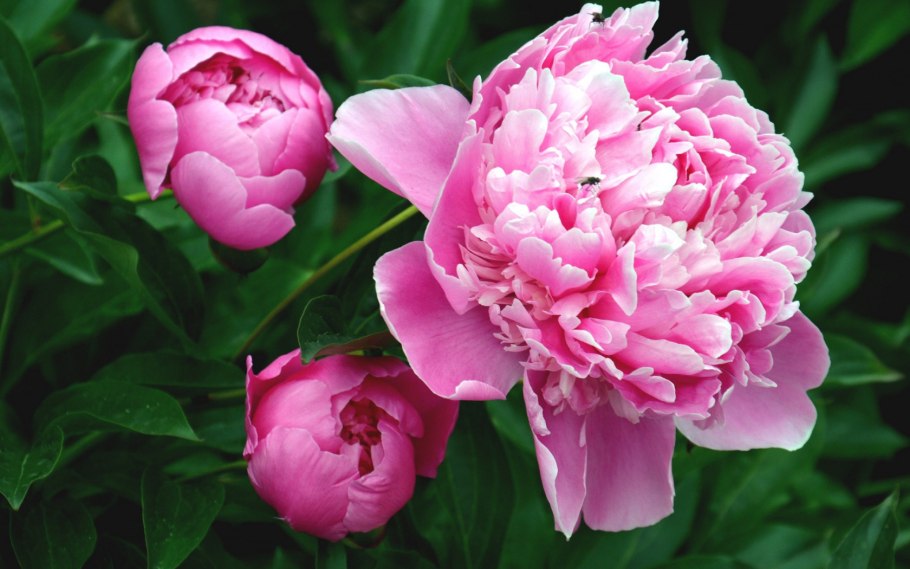 Пион Pink Double