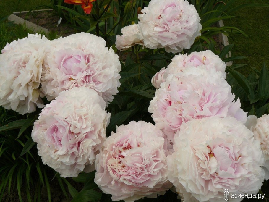 Пион Pink Jitterbug