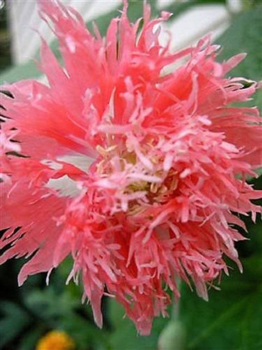 Розовый пион бордер