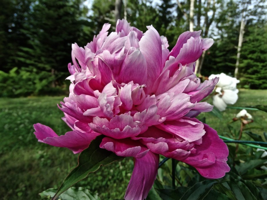 Пион Бесс Бокстос