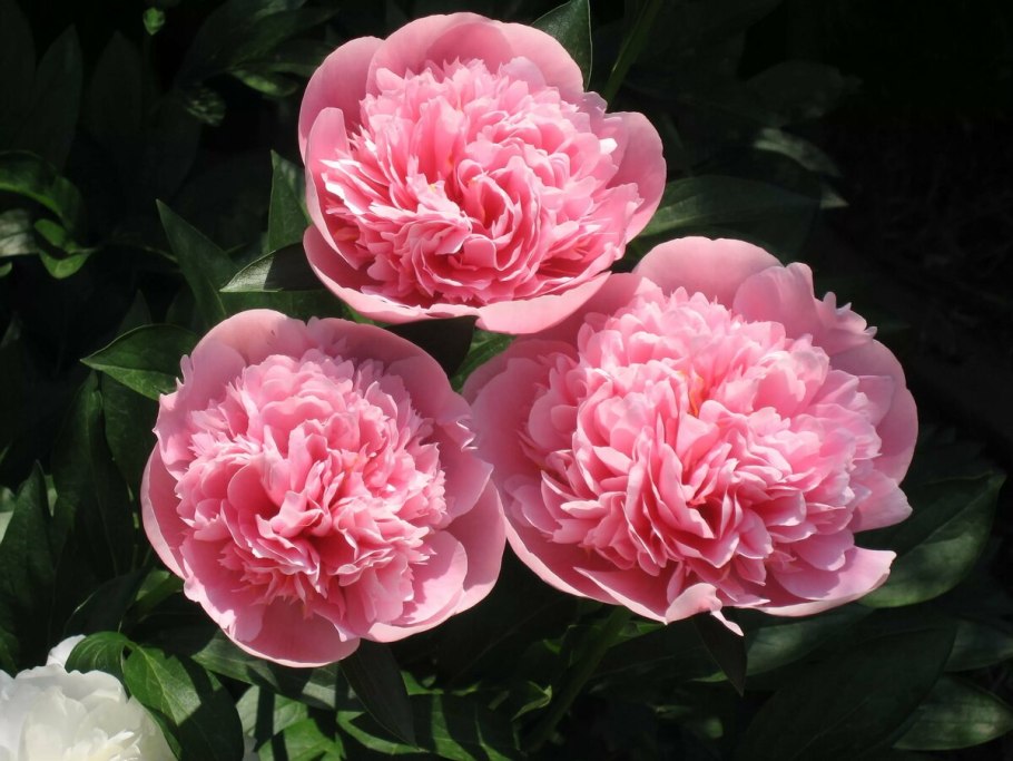 Пион Мари д ур