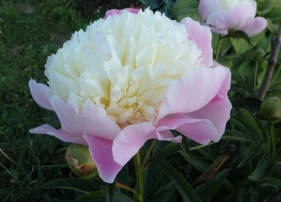 Пион морнинг Лилак фото и описание