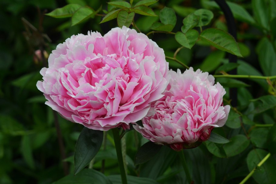 Пион Каукасика