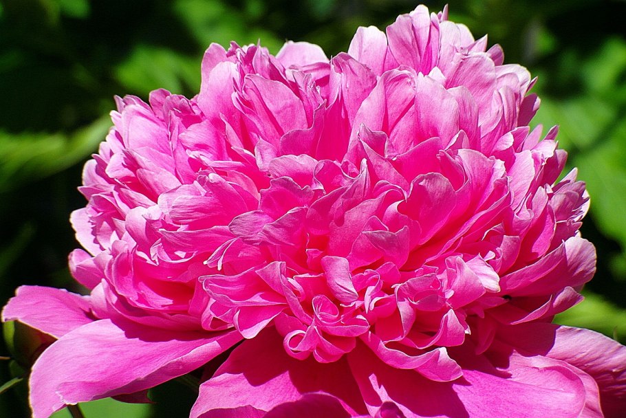 Пионовидная роза Peony Pink