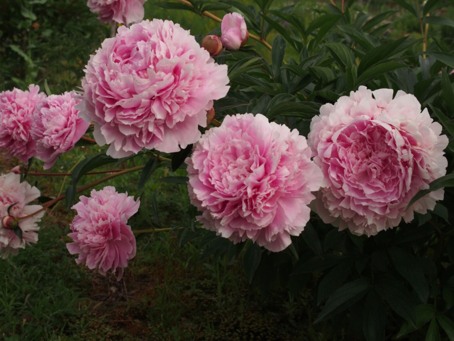 Пион Пинк Венус