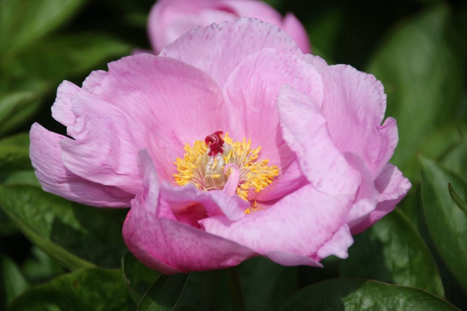 Пион ф Коппиус