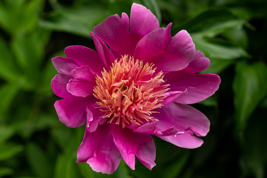 Пион Эльза Брабант