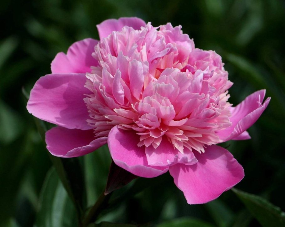 Пион травянистый Пинк фром СИД