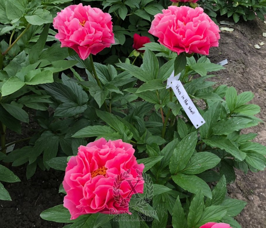 Пион Венус фото и описание