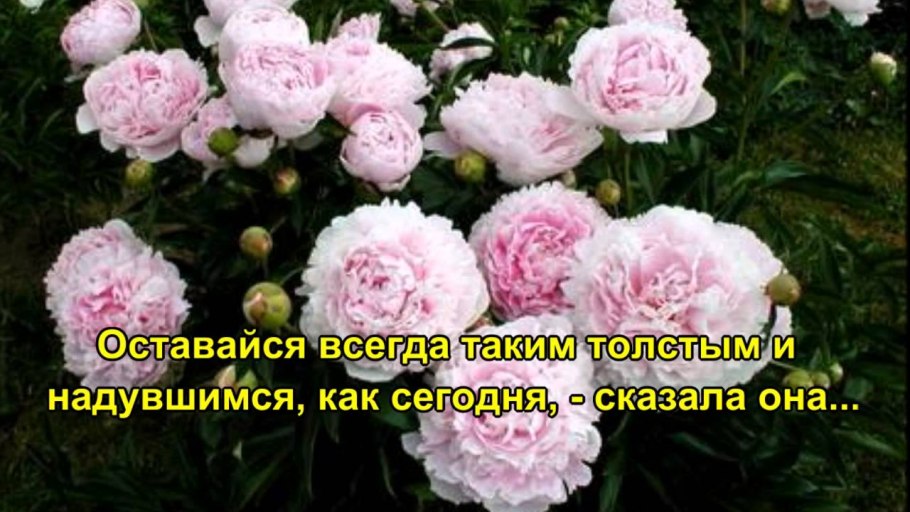 Пион Гай Пэри