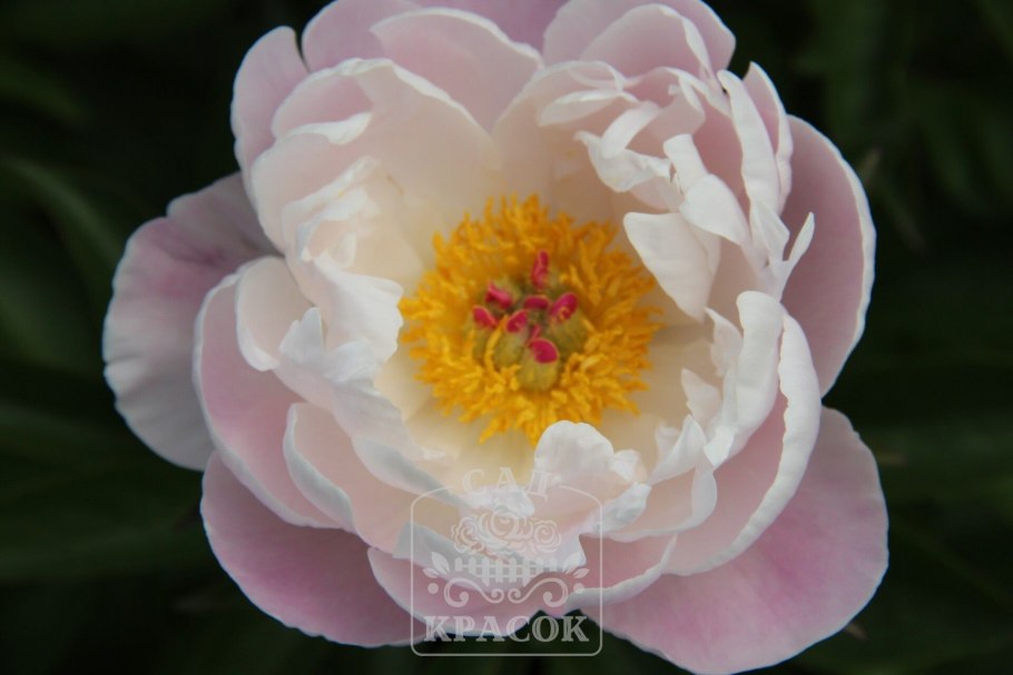 Пион Пинк Венус